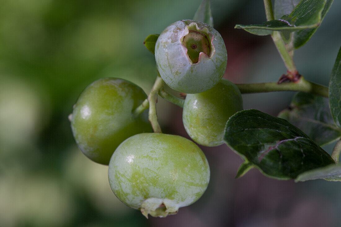 Vaccinium corymbosum 'Brigitta Blue'