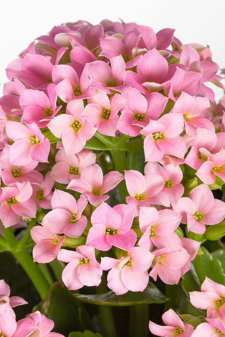 Kalanchoe blossfeldiana