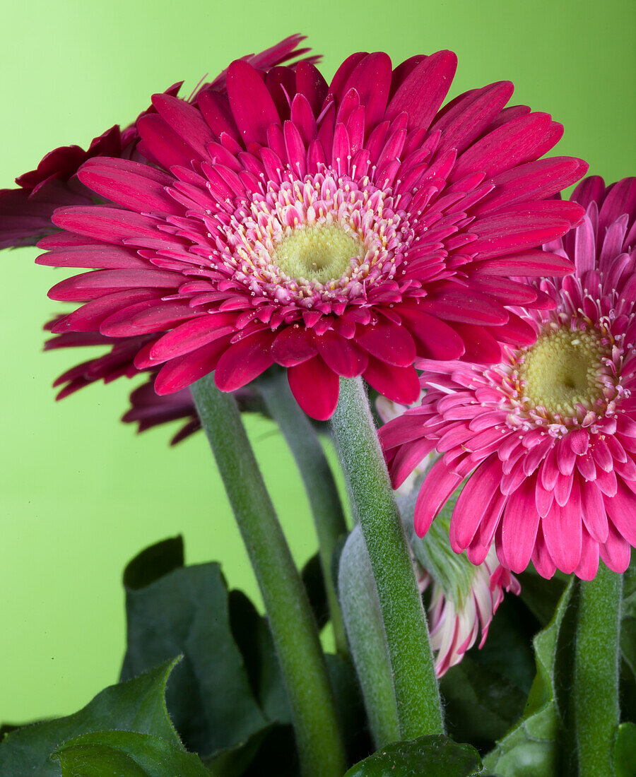 Gerbera 'Durora'