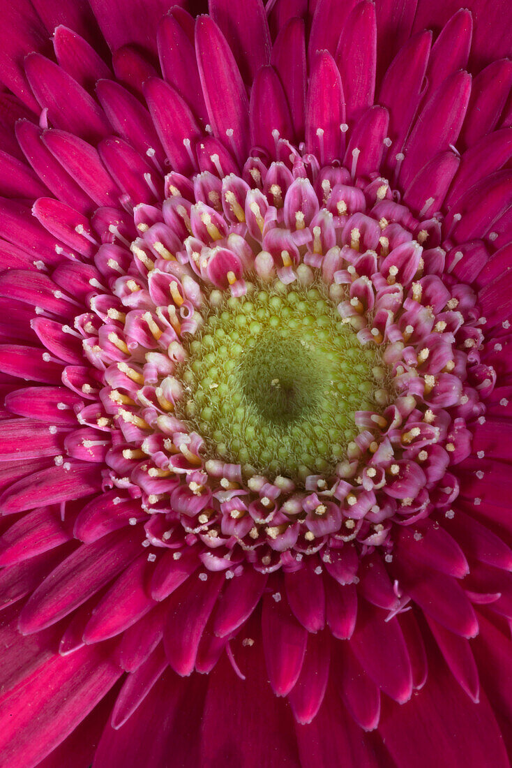 Gerbera 'Durora'