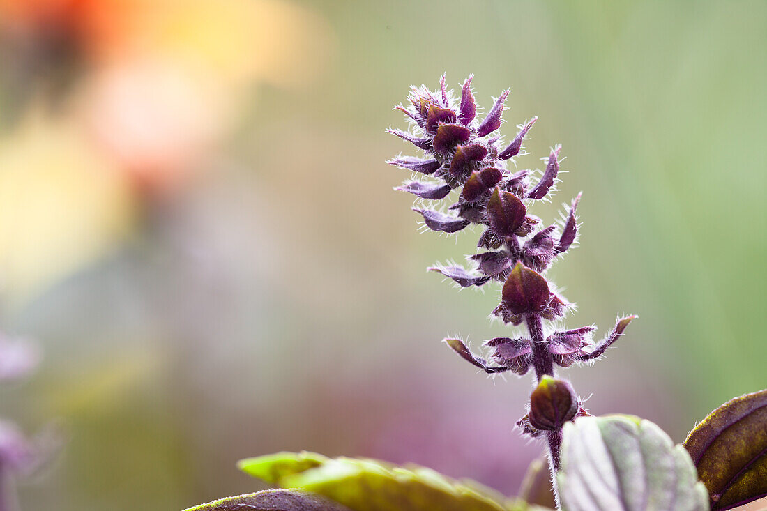 Ocimum kilimandscharicum 'African Blue'