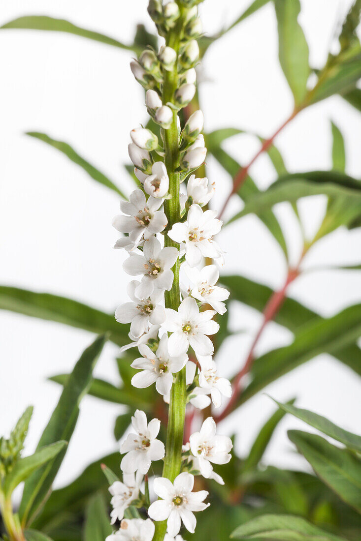 'Autumn Snow' Lysimachia clethroides