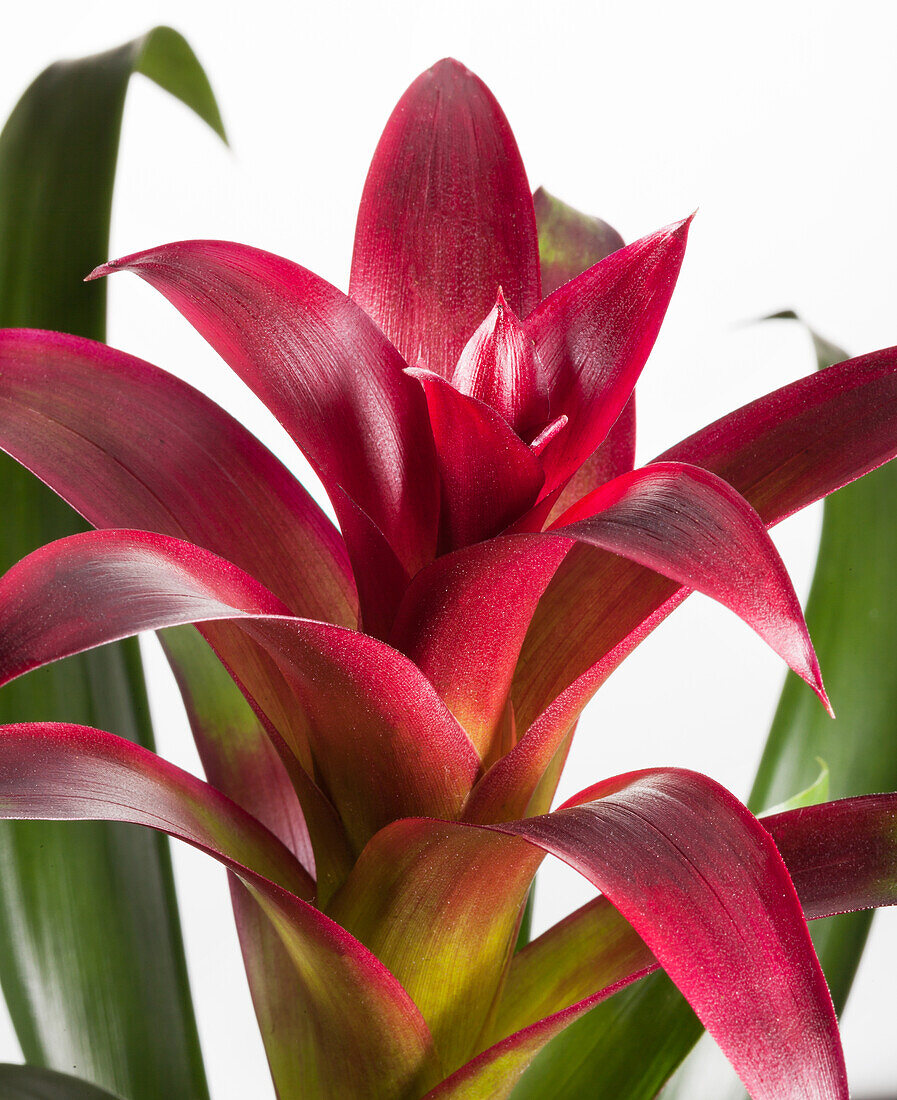 Guzmania