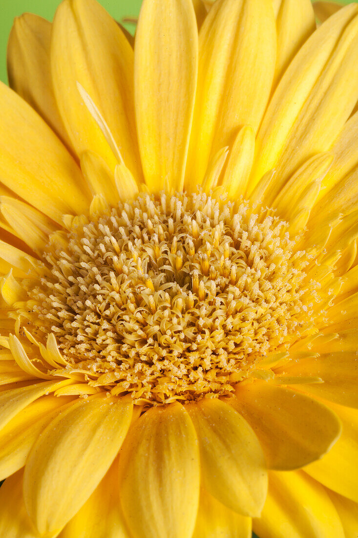 Gerbera