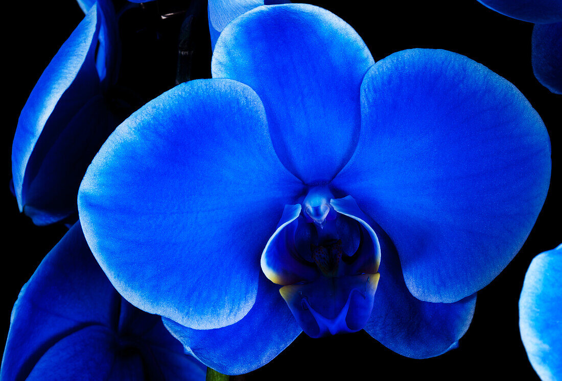 Phalaenopsis, blue