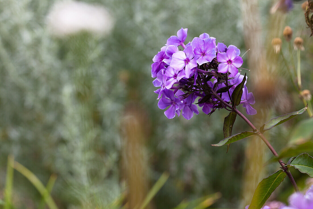 Phlox paniculata Blue Paradise