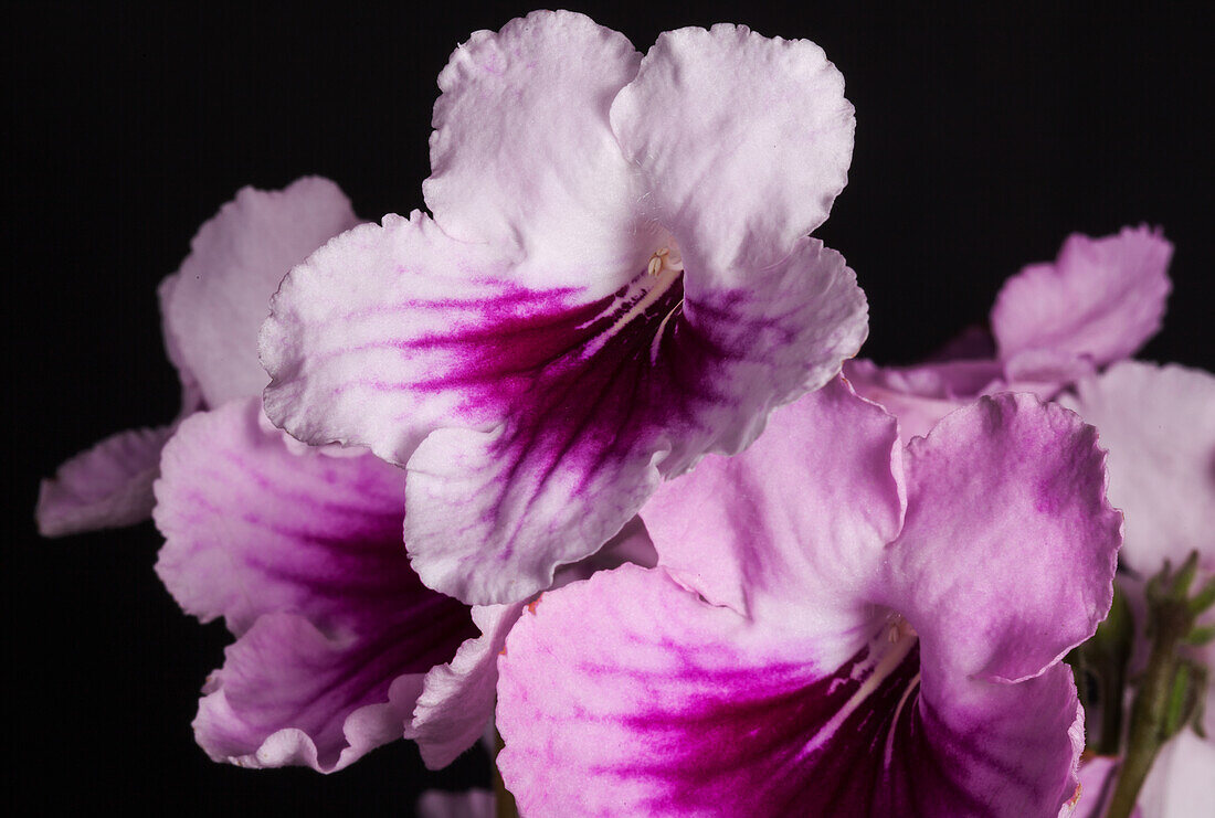 Streptocarpus