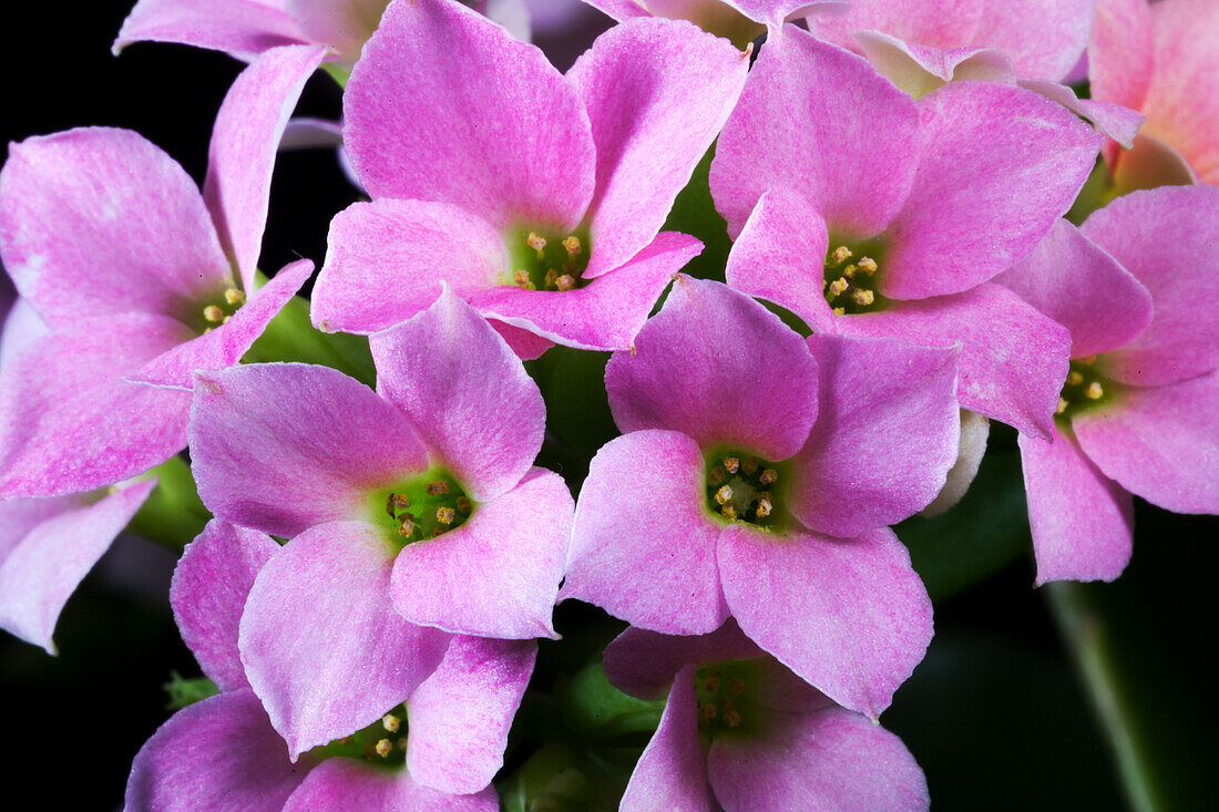 Kalanchoe blossfeldiana