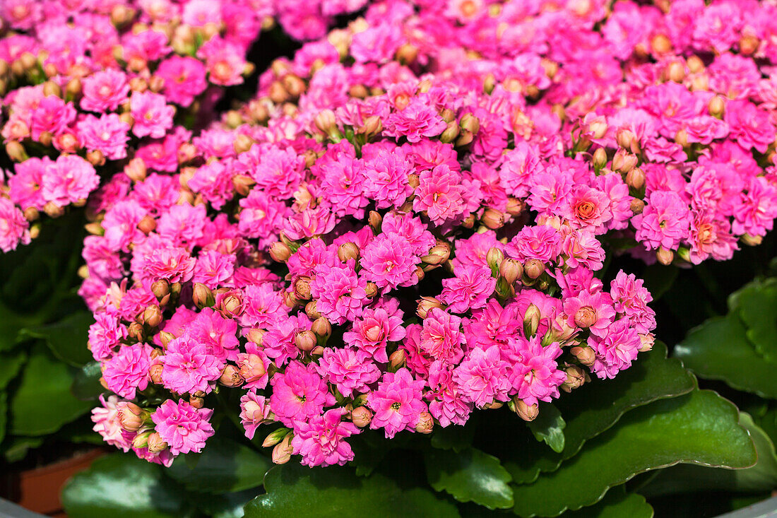 Kalanchoe blossfeldiana 'Don Nando'