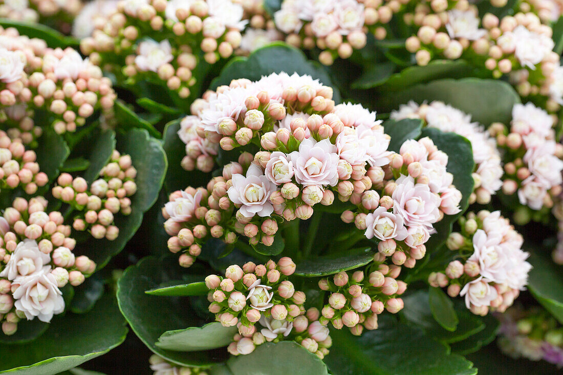 Kalanchoe blossfeldiana