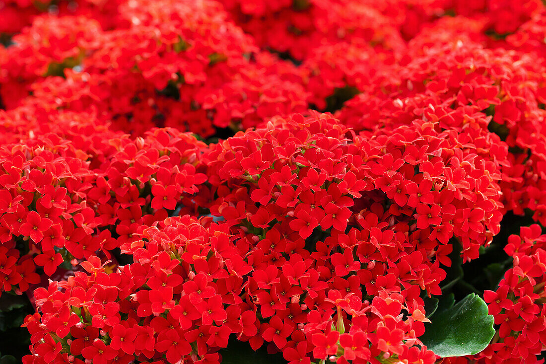 Kalanchoe blossfeldiana 'Lipstick'