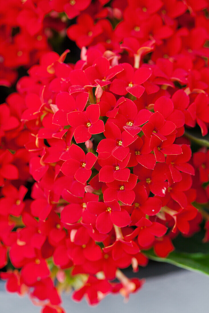 Kalanchoe blossfeldiana Lipstick