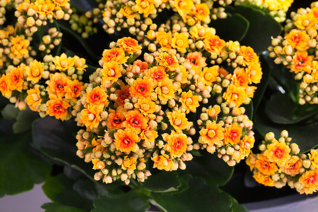 Kalanchoe blossfeldiana