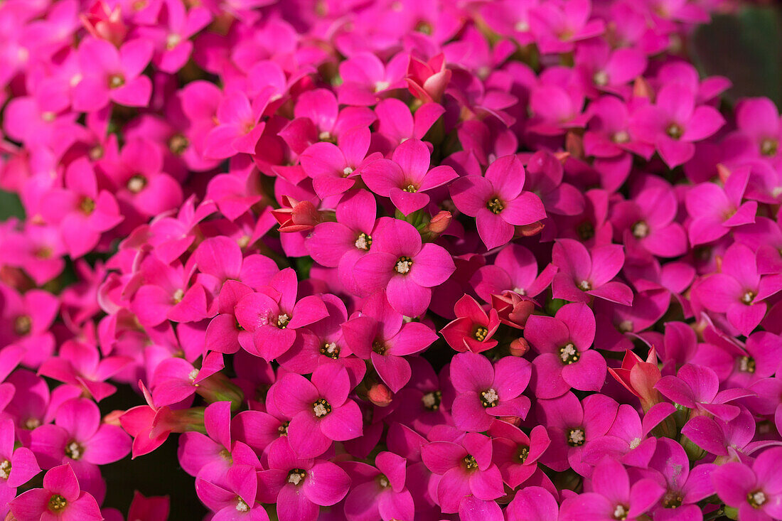 Kalanchoe blossfeldiana 'Poseidon'