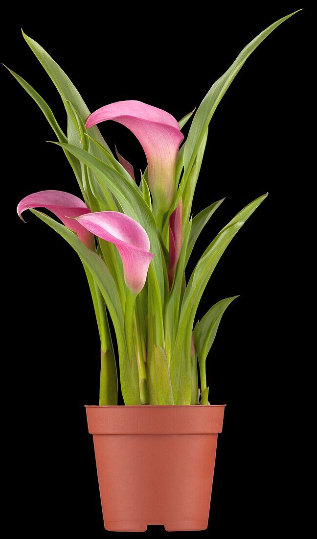 Zantedeschia aethiopica, pink