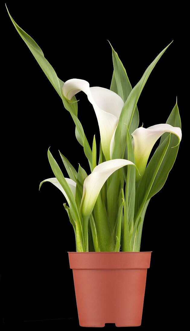 Zantedeschia aethiopica, white