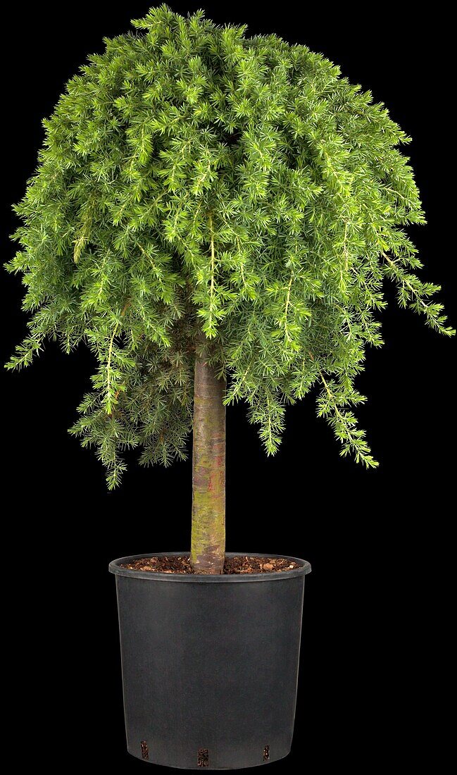 Juniperus conferta 'Blue Pacific', Stamm