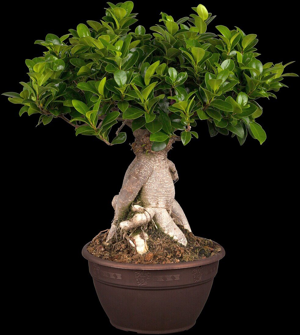 Ficus microcarpa 'Ginseng', strain