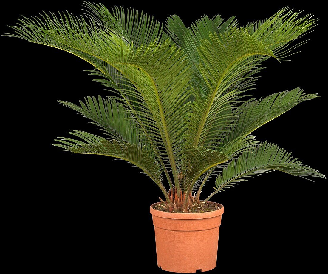 Cycas revoluta