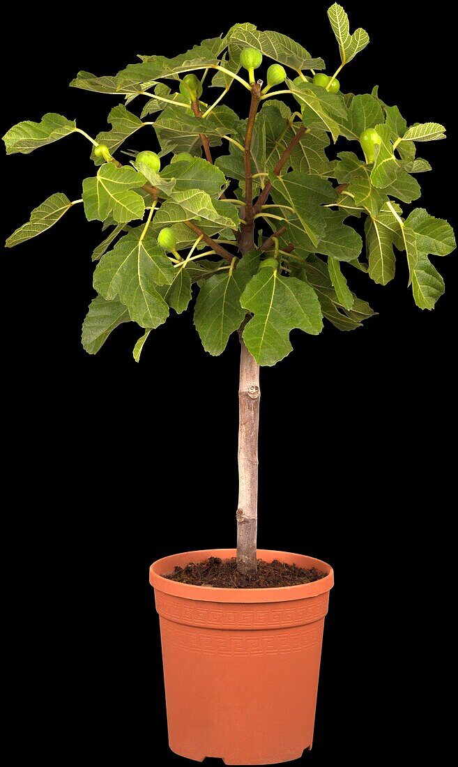 Ficus carica, Stamm