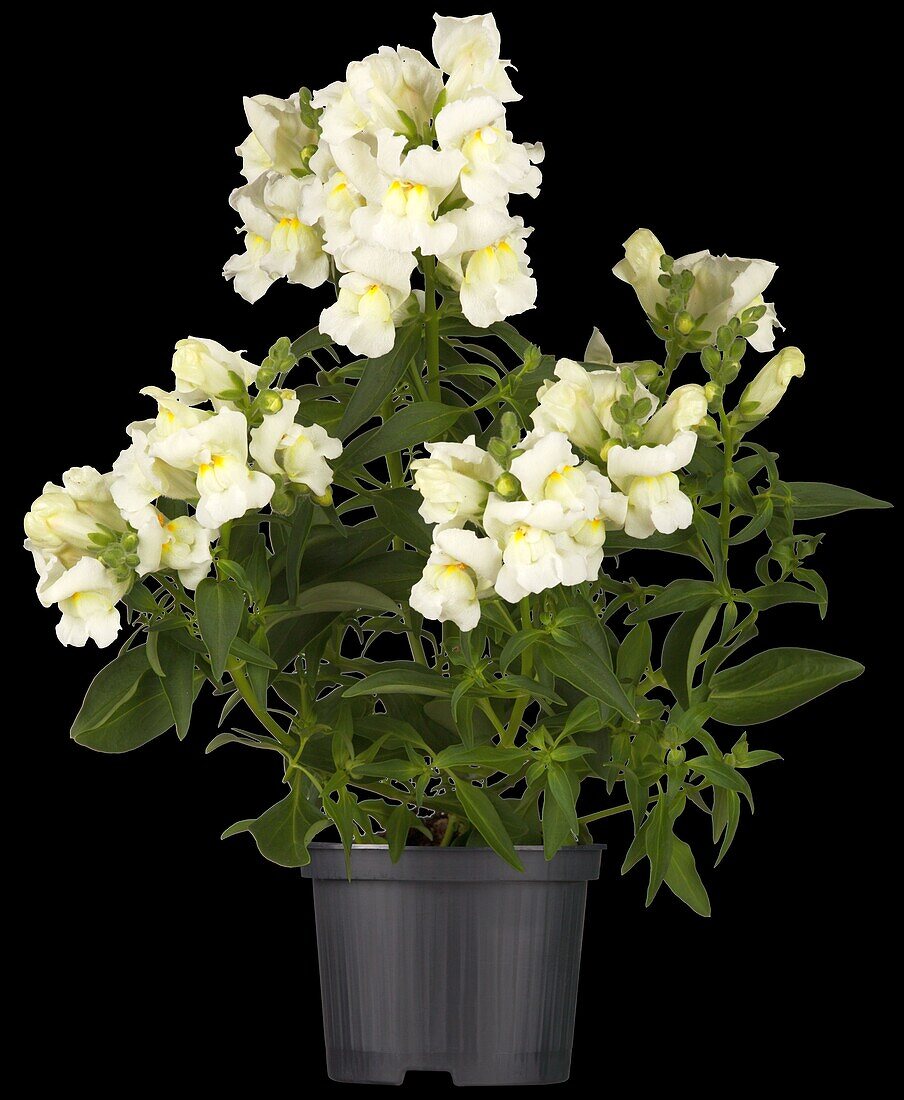 Antirrhinum majus