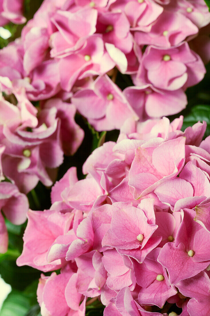 Hydrangea macrophylla 