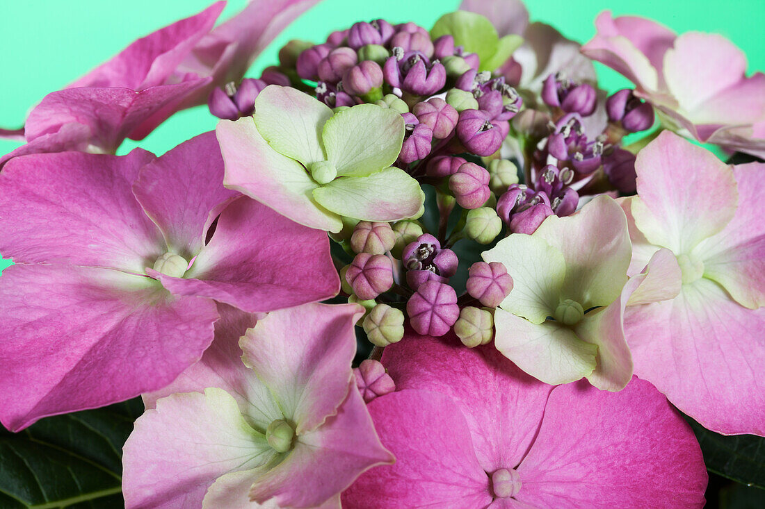 Hydrangea macrophylla, rosa