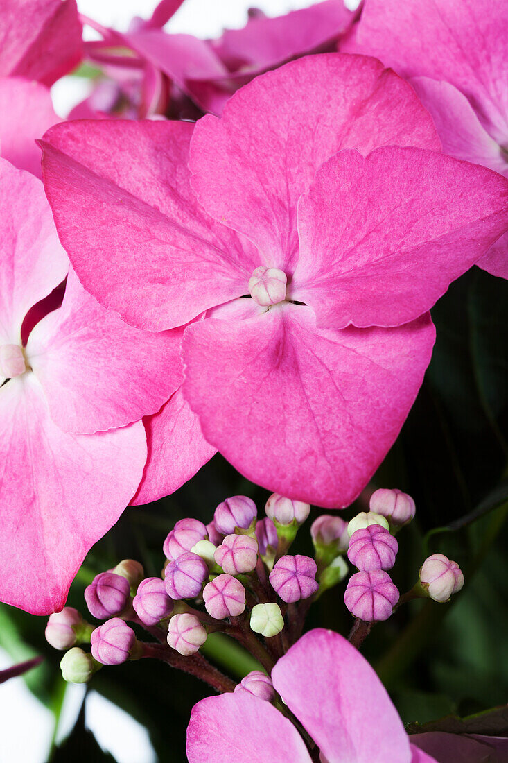 Hydrangea macrophylla 