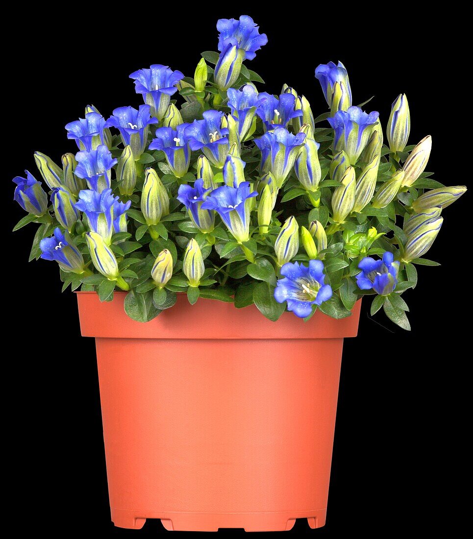 Gentiana 'sel® Luis Easy Blue