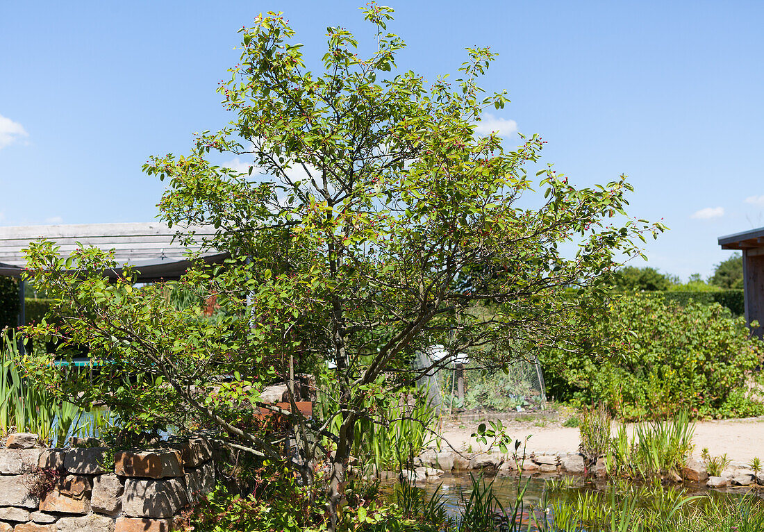 Amelanchier lamarckii