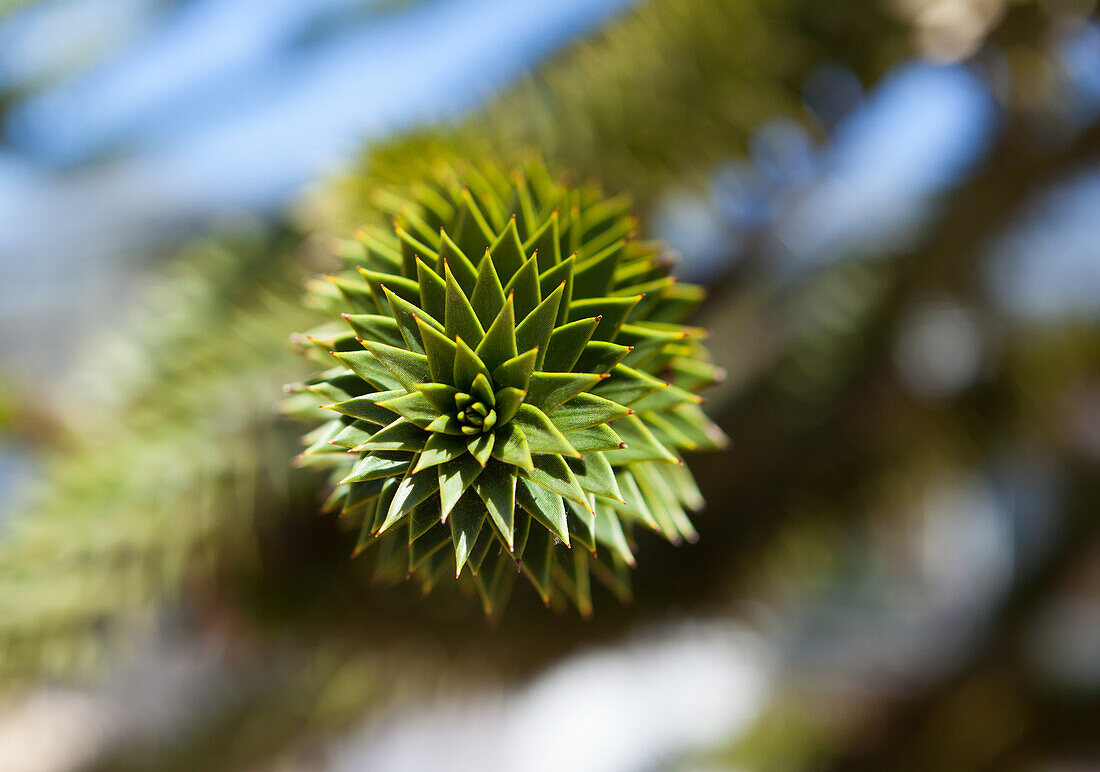 Araucaria araucana