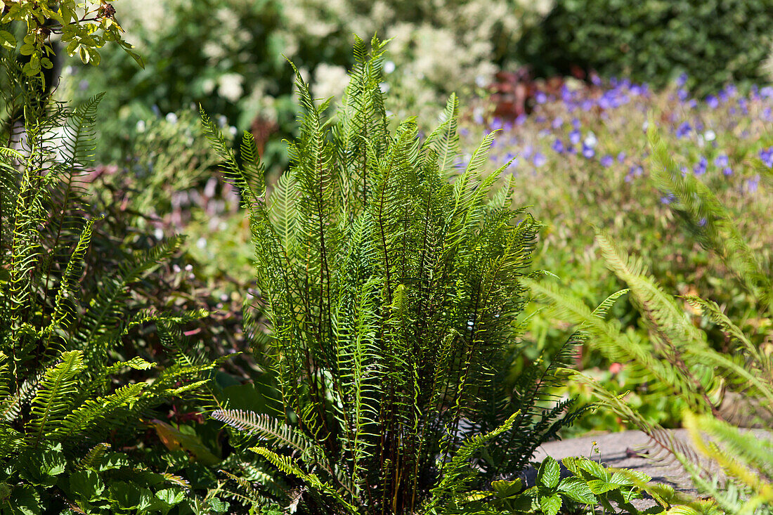 Blechnum spicant