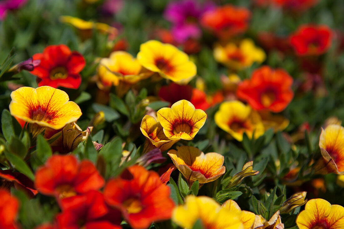 Calibrachoa 'Confetti'