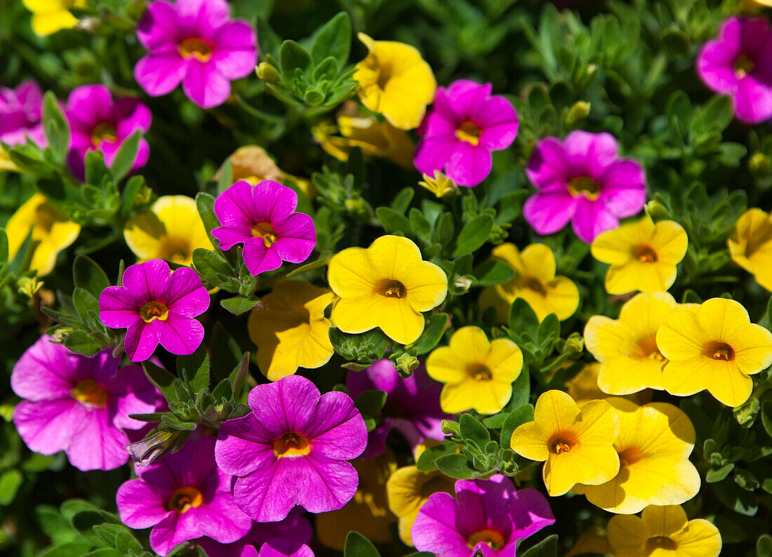 Calibrachoa Mixis 'Cymbeline' Danziger