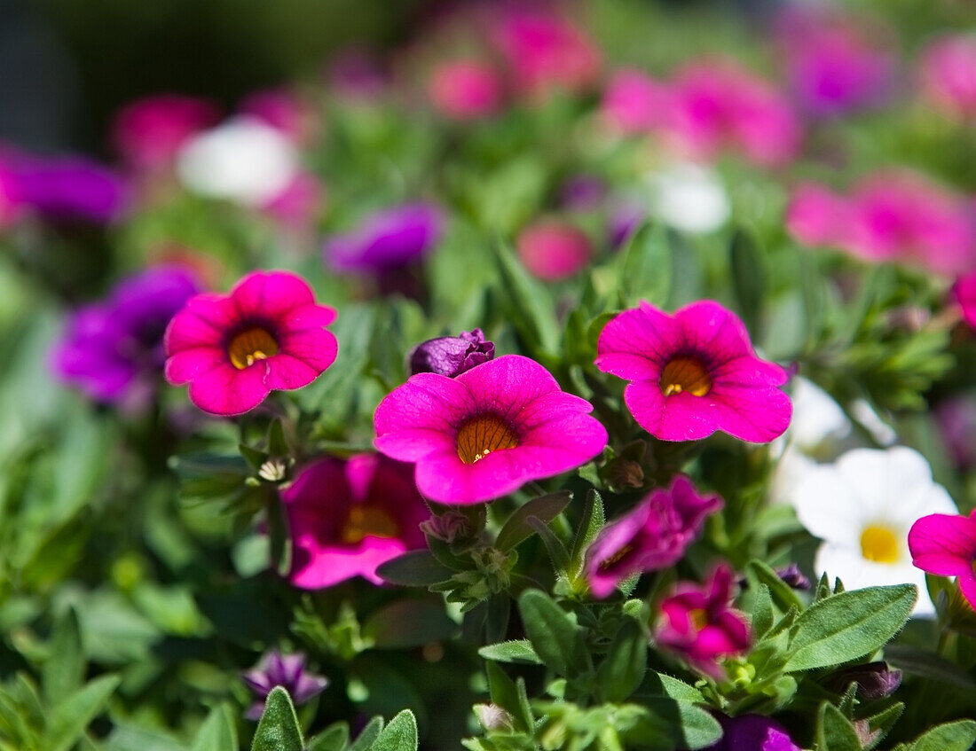 Calibrachoa MultiColors 'Makena' FloriPro Services