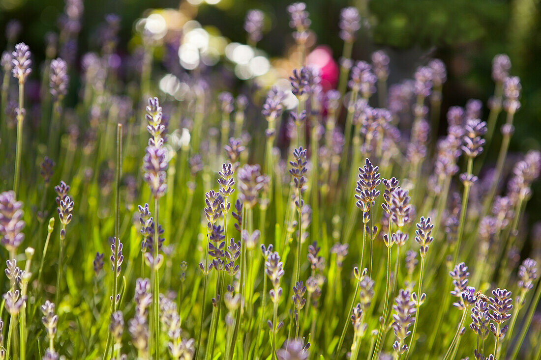 Lavandula angustifolia