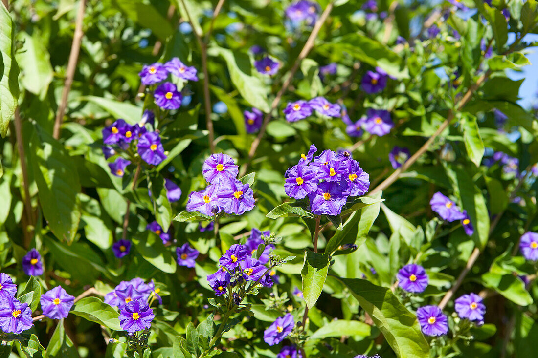 Solanum rantonnetii