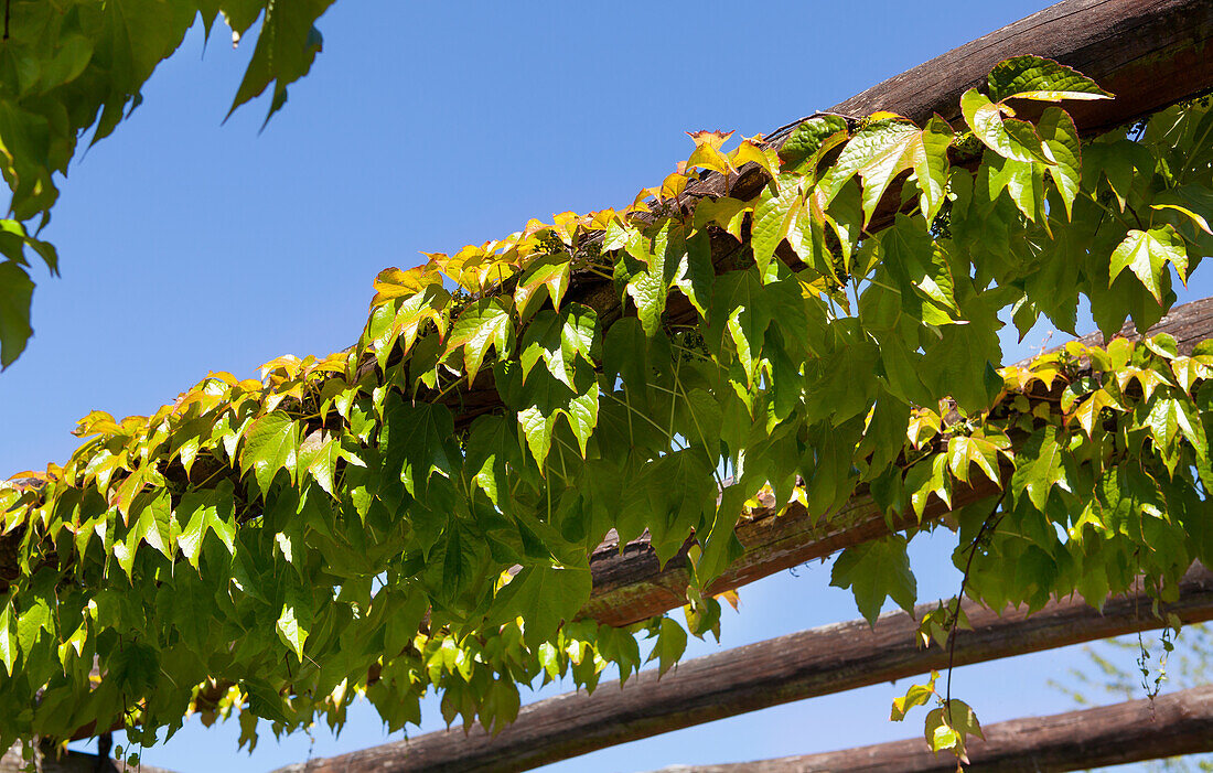 Parthenocissus tricuspidata 'Veitchii'