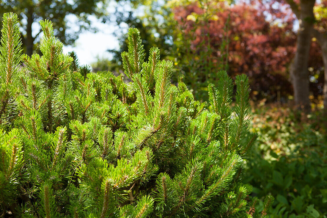 Pinus mugo mughus