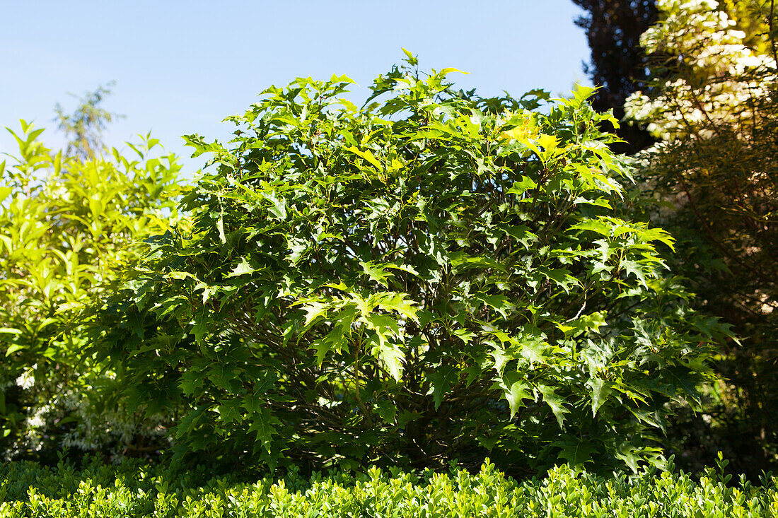 Quercus palustris Green Dwarf