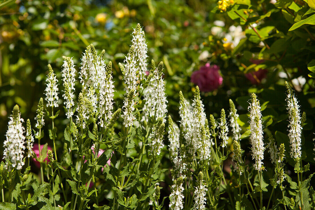 Salvia nemorosa 'Adrian'