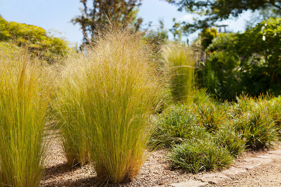 Stipa tenuissima 'Ponytails'