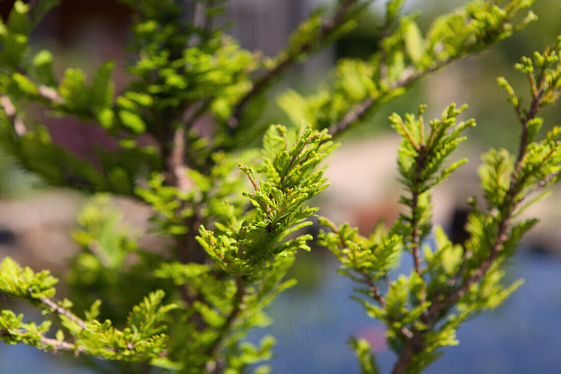 Taxodium distichum 'Peve Minaret'