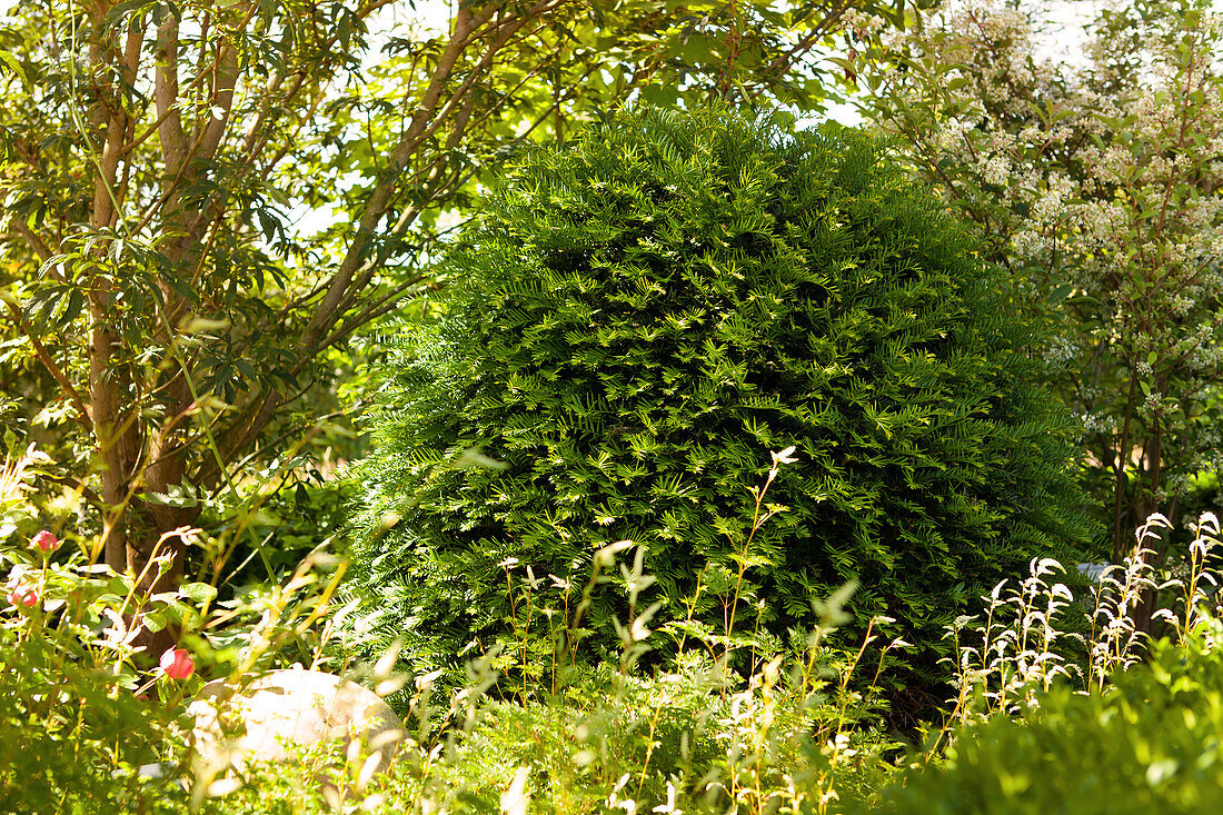 Taxus baccata Ei