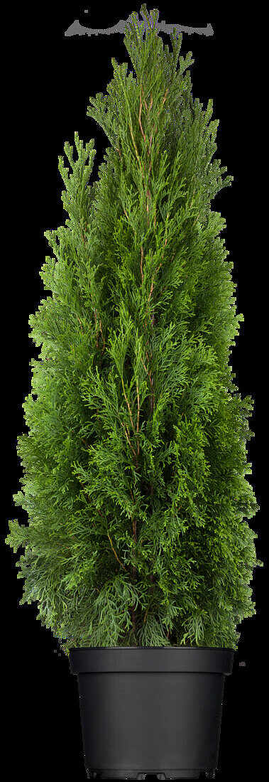 Thuja occidentalis 'Smaragd'