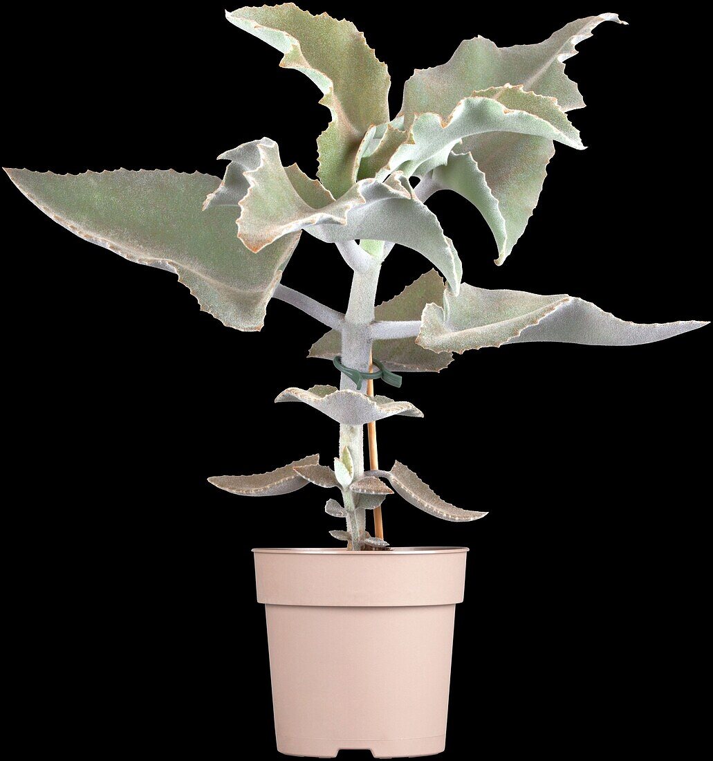 Kalanchoe beharensis