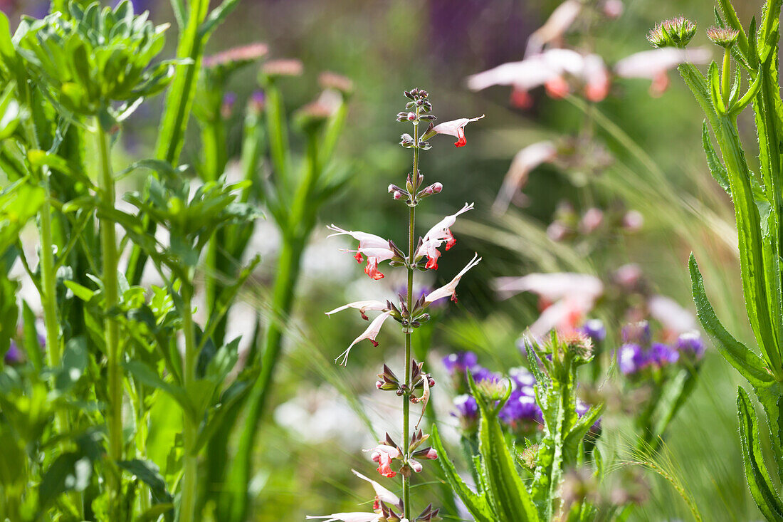 Salvia coccinea 'Coral Nymph'