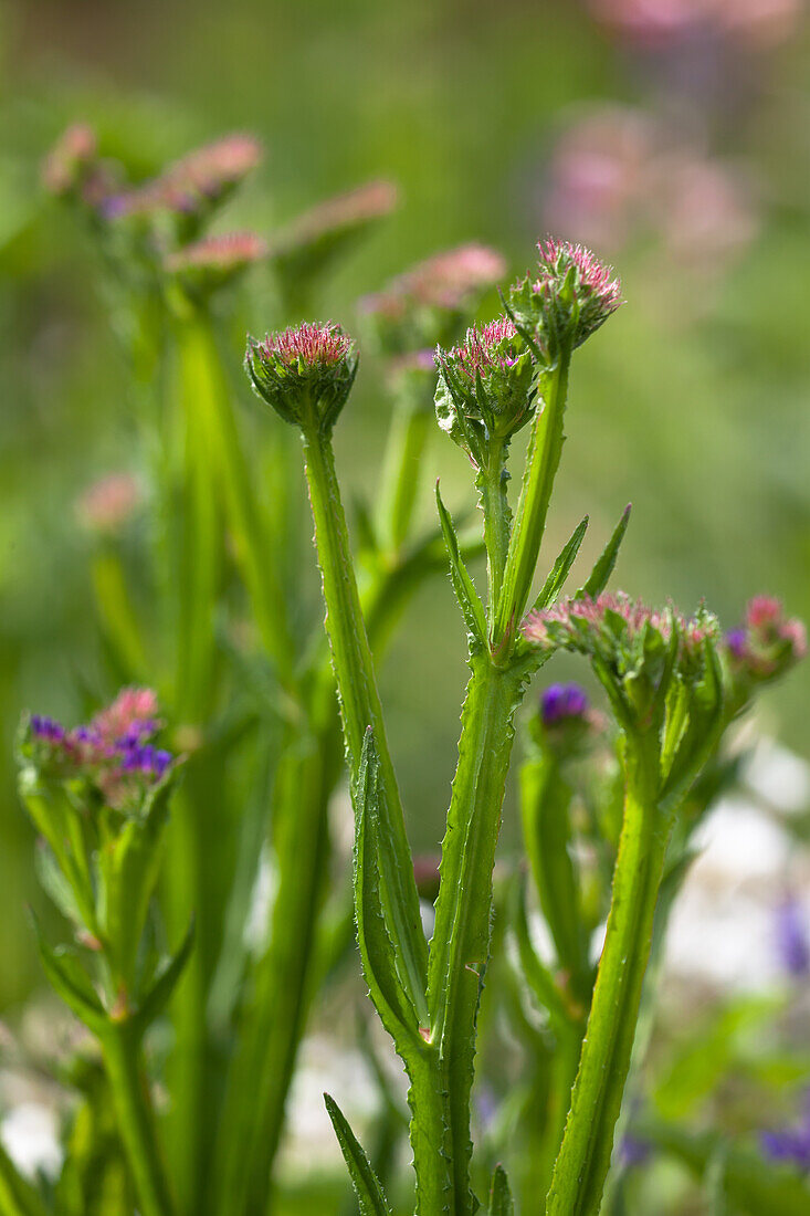 Limonium sinuatum 'Fortress Dark Blue'