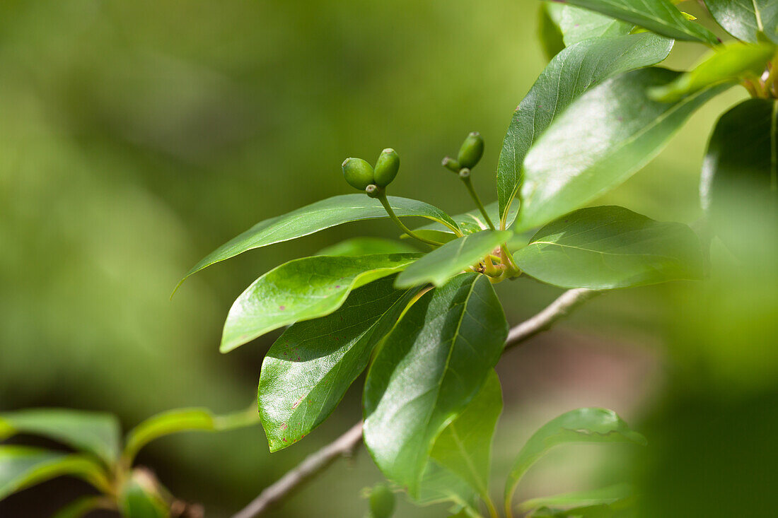 Nyssa sylvatica