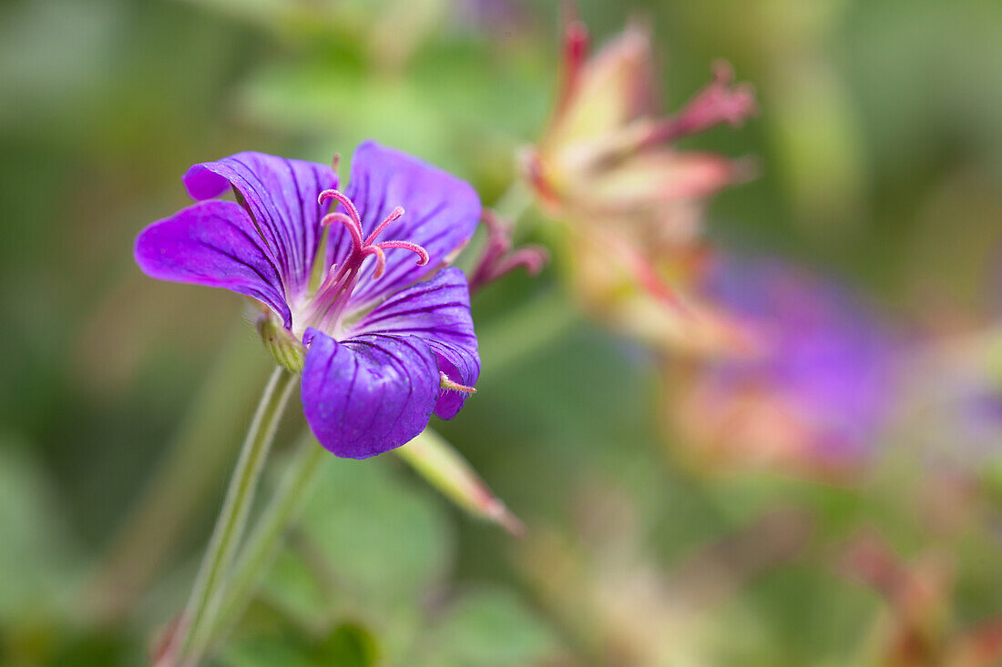 Geranium wlassovianum